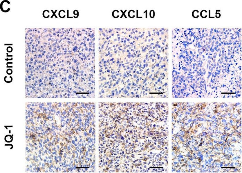 Fig.5.C showing Immunohistochemistry in a Mus musculus (House mouse) sample from the publication: MYC inhibition reprograms tumor immune microenvironment by recruiting T lymphocytes and activating the CD40/CD40L system in osteosarcoma.