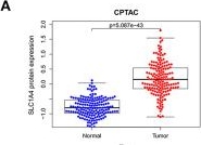 Fig.2.A showing Flow cytometry/Cell sorting from the publication: SLC1A4: A Powerful Prognostic Marker and Promising Therapeutic Target for HCC.
