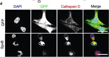 Fig.6.D showing Immunocytochemistry-immunofluorescence from the publication: MAP4Ks drive cell death in response to Salmonella SpvB-induced actin depolymerization.