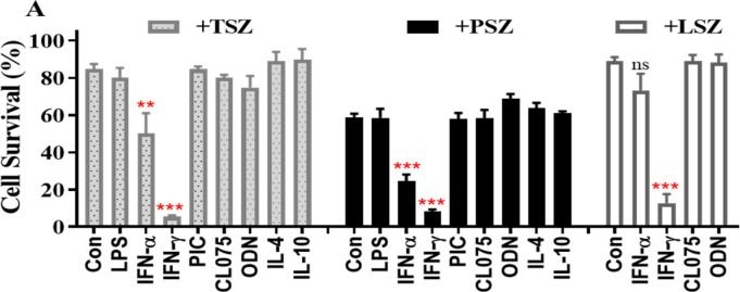 Fig.1.A from the publication: Interferon-γ Preferentially Promotes Necroptosis of Lung Epithelial Cells by Upregulating MLKL.