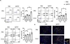 Fig.2.A showing Flow cytometry/Cell sorting in a Mus musculus (House mouse) sample from the publication: CCL5 promotes LFA-1 expression in Th17 cells and induces LCK and ZAP70 activation in a mouse model of Parkinson's disease.