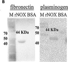 Fig.3.B showing Western Blotting from the publication: Nicotinamide Adenine Dinucleotide-Dependent Flavin Oxidoreductase of Mycoplasma hyopneumoniae Functions as a Potential Novel Virulence Factor and Not Only as a Metabolic Enzyme.