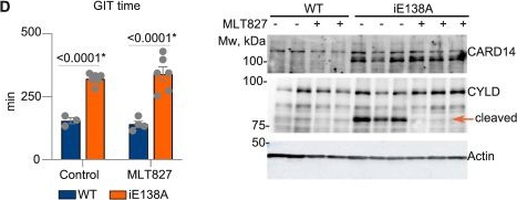 Fig.3.D showing Western Blotting from the publication: CARD14 signaling in intestinal epithelial cells induces intestinal inflammation and intestinal transit delay.