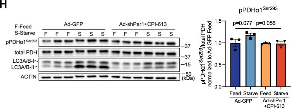 Fig.5.H showing Western Blotting from the publication: Hepatocyte Period 1 dictates oxidative substrate selection independent of the core circadian clock.