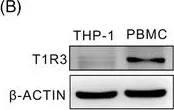 Fig.6.B showing Western Blotting from the publication: Sweet taste receptor agonists attenuate macrophage IL-1β expression and eosinophilic inflammation linked to autophagy deficiency in myeloid cells.