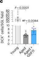 Fig.2.C from the publication: Systemic GDF11 attenuates depression-like phenotype in aged mice via stimulation of neuronal autophagy.