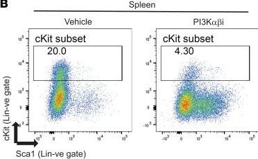 Fig.6.B showing Flow cytometry/Cell sorting in a Mus musculus (House mouse) sample from the publication: Loss of Dnmt3a impairs hematopoietic homeostasis and myeloid cell skewing via the PI3Kinase pathway.