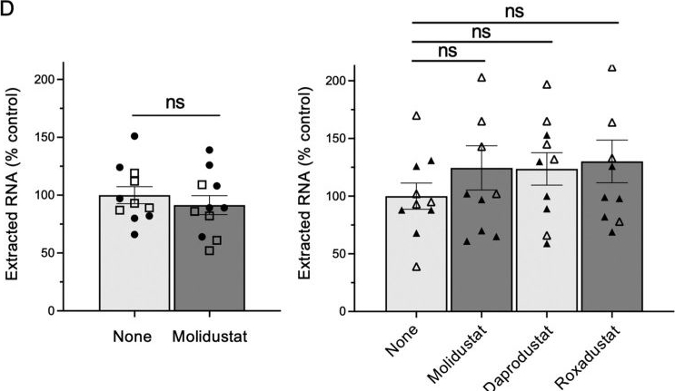 Fig.5.D from the publication: In Vitro and Ex Vivo evidence that pharmacological induction of the hypoxia response pathway efficiently restricts measles and Nipah virus infections.