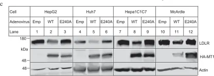 Fig.2.C showing Western Blotting from the publication: Membrane type 1 matrix metalloproteinase promotes LDL receptor shedding and accelerates the development of atherosclerosis.