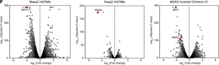 Fig.5.F showing Flow cytometry/Cell sorting in a Homo sapiens (Human) sample from the publication: Inverted chimeric RNAi molecules synergistically cotarget MYC and KRAS in KRAS-driven cancers.