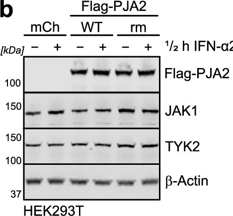 Fig.8.B showing Western Blotting from the publication: Proximal protein landscapes of the type I interferon signaling cascade reveal negative regulation by PJA2.