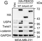 Fig.3.G showing Western Blotting from the publication: FBXO3 stabilizes USP4 and Twist1 to promote PI3K-mediated breast cancer metastasis.