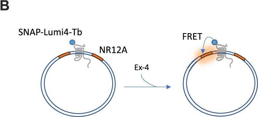 Fig.3.B from the publication: Molecular mapping and functional validation of GLP-1R cholesterol binding sites in pancreatic beta cells.