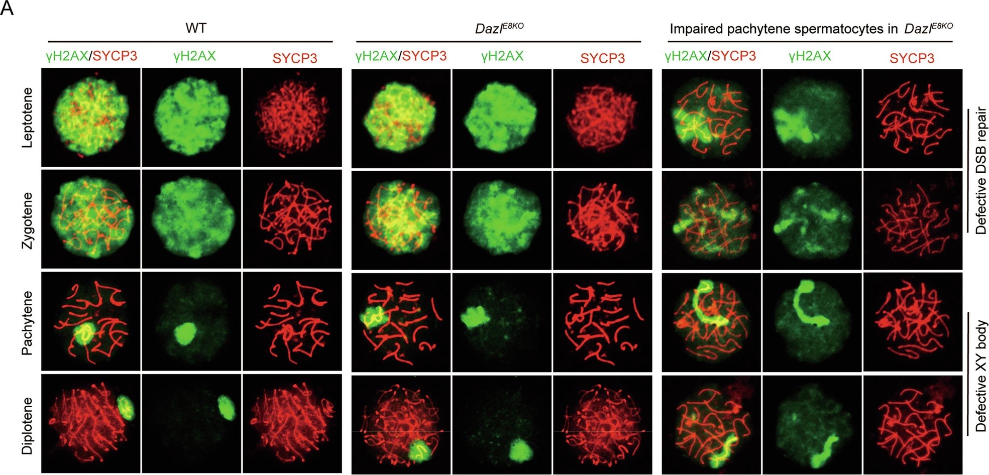 Fig.3.A showing Immunocytochemistry-immunofluorescence in a Mus musculus (House mouse) sample from the publication: Loss of full-length DAZL isoform disrupts PABPC1-dependent translational regulation and meiosis.
