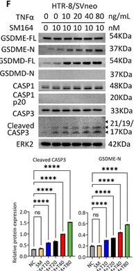 Fig.2.F showing Western Blotting from the publication: Caspase-3/GSDME-Mediated Trophoblast Pyroptosis and Reciprocal Macrophage Polarization Contribute to Inflammation in Early-Onset Preeclampsia.