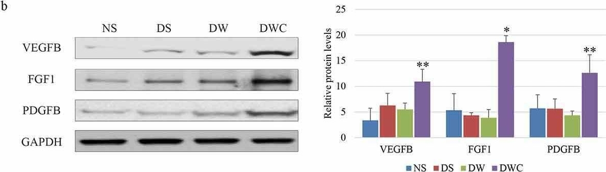 Fig.1.B showing Western Blotting in a Rattus norvegicus (Rat) sample from the publication: Up-regulation of caveolin 1 mediated by chitosan activates Wnt/ β-catenin pathway in chronic refractory wound diabetic rat model.