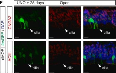 Fig.2.F showing Immunohistochemistry-immunofluorescence in a Mus musculus (House mouse) sample from the publication: Environmental stress promotes the persistence of juvenile traits in olfactory neurons as a protective mechanism.