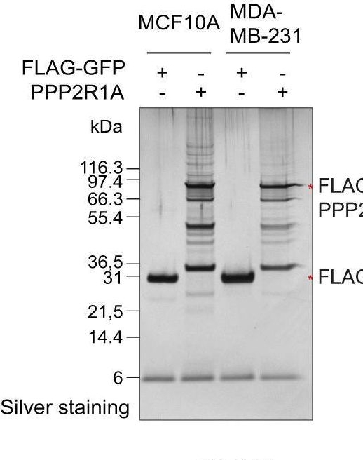 Fig.2.A showing Western Blotting from the publication: PPP2R1A regulates migration persistence through the NHSL1-containing WAVE Shell Complex.