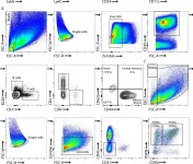 Fig.3.B showing Flow cytometry/Cell sorting in a Mus musculus (House mouse) sample from the publication: Mir221/222 drive synovial hyperplasia and arthritis by targeting cell cycle inhibitors and chromatin remodeling components.