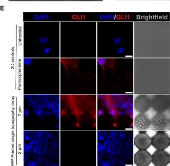 Fig.7.E showing Immunohistochemistry-immunofluorescence in a Homo sapiens (Human) sample from the publication: A Modular Bioinstructive Platform Reveals Mechanistic Insights into Additive-Free, Topography-Driven Osteogenesis.