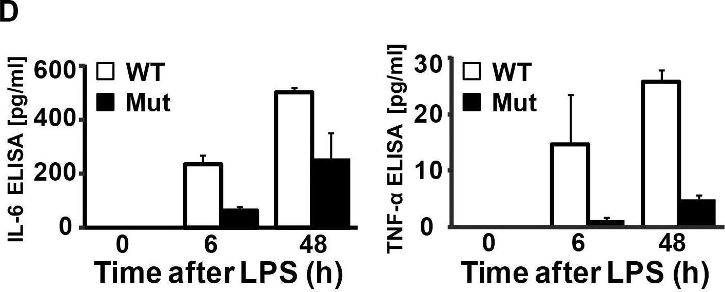 Fig.5.D showing Enzyme-linked immunosorbent assay from the publication: Poor cerebral inflammatory response in eIF2B knock-in mice: implications for the aetiology of vanishing white matter disease.