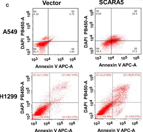 Fig.4.C showing Flow cytometry/Cell sorting from the publication: The Novel Methylation Biomarker SCARA5 Sensitizes Cancer Cells to DNA Damage Chemotherapy Drugs in NSCLC.