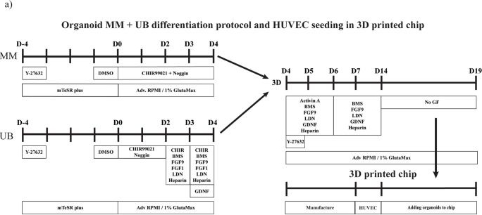 Fig.1.A from the publication: 3D printed chip as platform to vascularize hiPSCs-derived kidney organoids.