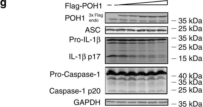 Fig.4.G showing Western Blotting in a Mus musculus (House mouse) sample from the publication: POH1 deubiquitinates pro-interleukin-1β and restricts inflammasome activity.