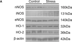Fig.4.A showing Western Blotting from the publication: Chronic Stress Decreases Cerebrovascular Responses During Rat Hindlimb Electrical Stimulation.