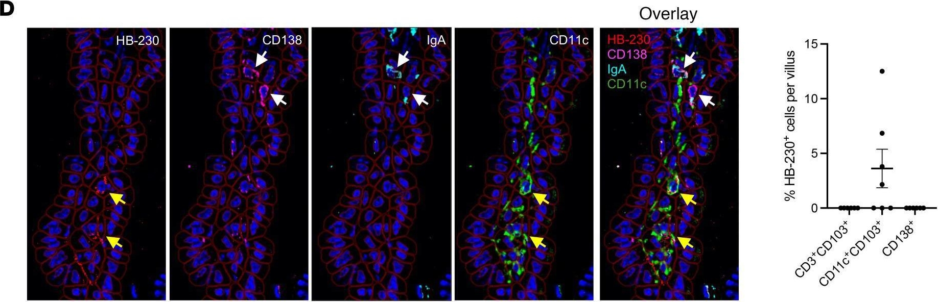 CD138 antibodies - Antibody search engine - CiteAb