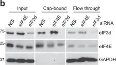 Fig.7.B showing Western Blotting from the publication: A DAP5/eIF3d alternate mRNA translation mechanism promotes differentiation and immune suppression by human regulatory T cells.