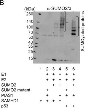 Fig.2.B showing Western Blotting in a Homo sapiens (Human) sample from the publication: PIAS1 potentiates the anti-EBV activity of SAMHD1 through SUMOylation.