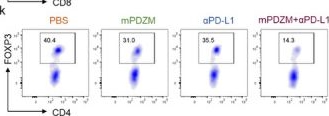 Fig.9.K showing Flow cytometry/Cell sorting from the publication: Biomimetic Nanomedicine for Senescence-Modulated Immune Activation Enhances Immunotherapy Efficacy in Hepatocellular Carcinoma.