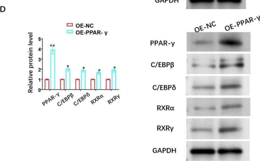 Fig.7.D showing Western Blotting from the publication: The Mechanism of Oxymatrine Targeting miR-27a-3p/PPAR-γ Signaling Pathway through m6A Modification to Regulate the Influence on Hemangioma Stem Cells on Propranolol Resistance.