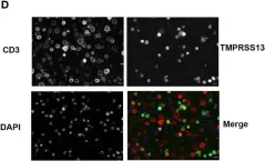 Fig.5.D showing Immunocytochemistry-immunofluorescence from the publication: IL4I1 binds to TMPRSS13 and competes with SARS-CoV-2 spike.