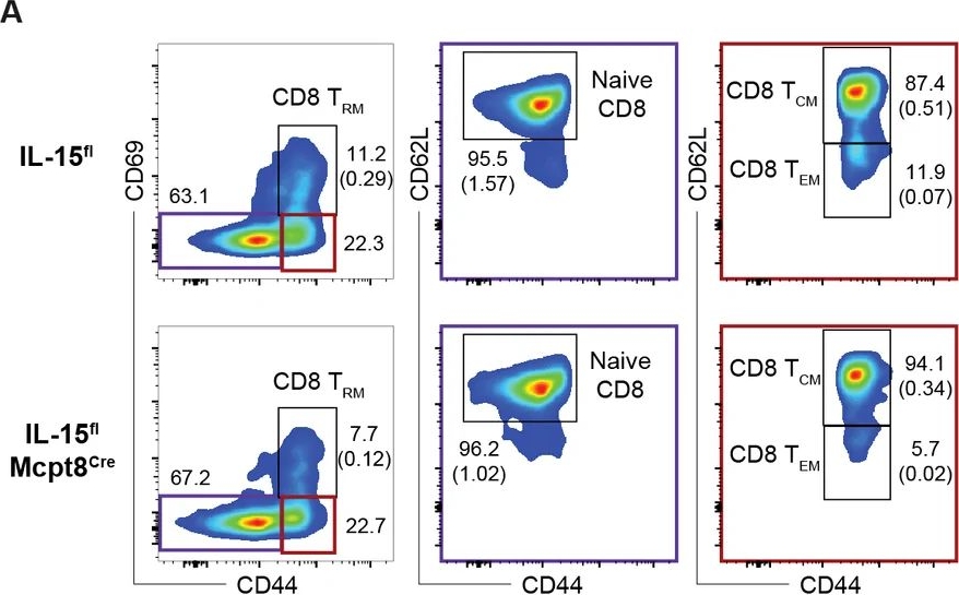 Fig.4.A showing Flow cytometry/Cell sorting in a Mus musculus (House mouse) sample from the publication: Basophil-specific deletion of interleukin 15 impairs memory CD8+ T cell homeostasis in the bone marrow.