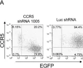 Fig.2.A showing Flow cytometry/Cell sorting from the publication: Characterization of a potent non-cytotoxic shRNA directed to the HIV-1 co-receptor CCR5.