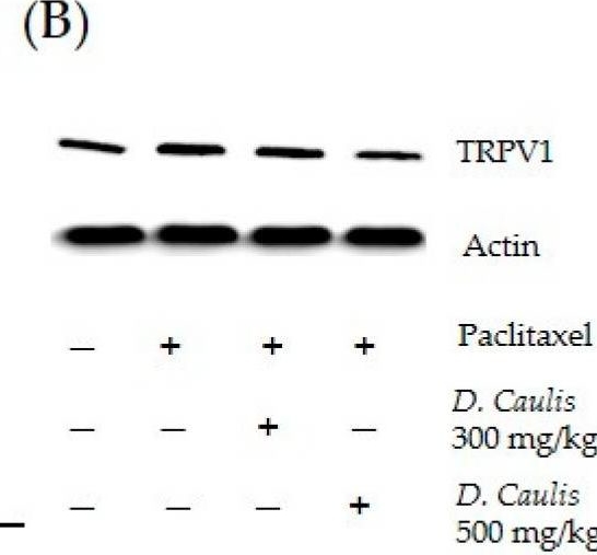 Fig.4.B showing Western Blotting from the publication: Antinociceptive Effect of Dendrobii caulis in Paclitaxel-Induced Neuropathic Pain in Mice.
