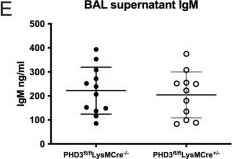 Fig.5.E showing Enzyme-linked immunosorbent assay from the publication: Differential roles for the oxygen sensing enzymes PHD1 and PHD3 in the regulation of neutrophil metabolism and function.