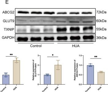 Fig.1.E showing Western Blotting in a Mus musculus (House mouse) sample from the publication: Molecular interplay between TXNIP and GLUT9 underlies uric acid transport dysregulation in vitro under hyperuricemic stress.