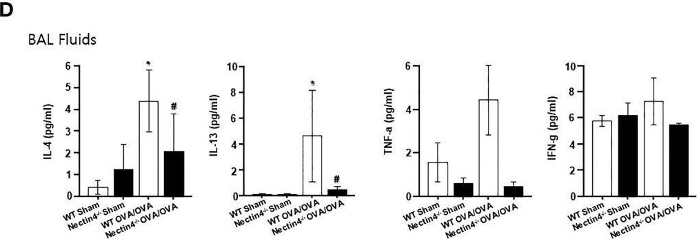 Fig.5.D showing Enzyme-linked immunosorbent assay from the publication: Nectin4 is a potential therapeutic target for asthma.