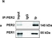 Fig.5.N showing Western Blotting in a Rattus norvegicus (Rat) sample from the publication: The crosstalk between CREB and PER2 mediates the transition between mania- and depression-like behavior.