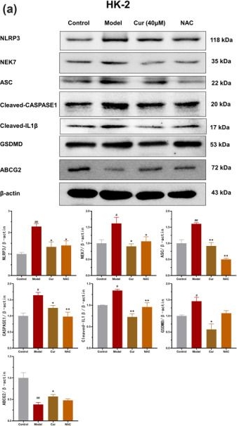 Fig.5.A showing Western Blotting from the publication: Curcumin ameliorates hyperuricemia and gout-induced damage via modulating the ROS-dependent NEK7-NLRP3 inflammasome activation.