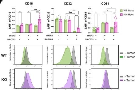 Fig.4.F showing Flow cytometry/Cell sorting from the publication: SIRPα ablated iPSC-derived macrophages resist hypophagia and enhance mAb-dependent and CAR-mediated cytotoxicity of solid tumors.