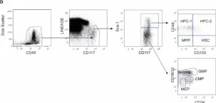 Fig.2.D showing Flow cytometry/Cell sorting in a Mus musculus (House mouse) sample from the publication: Bone marrow adipocytes drive the development of tissue invasive Ly6Chigh monocytes during obesity.