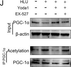 Fig.5.J showing Western Blotting from the publication: Piezo1-driven mechanotransduction regulates mitochondrial biogenesis by AMPK/SIRT1-mediated PGC-1α deacetylation to ameliorate bone loss in disuse osteoporosis.