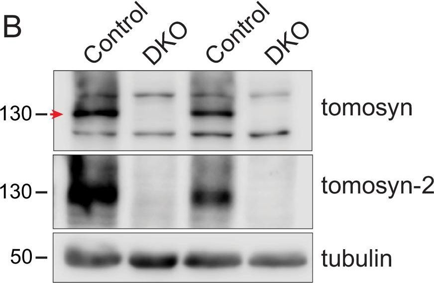 Fig.1.B showing Western Blotting in a Mus musculus (House mouse) sample from the publication: Tomosyn affects dense core vesicle composition but not exocytosis in mammalian neurons.