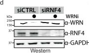 Fig.4.D showing Western Blotting in a Homo sapiens (Human) sample from the publication: WRN inhibition leads to its chromatin-associated degradation via the PIAS4-RNF4-p97/VCP axis.