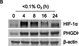 Fig.1.B showing Western Blotting in a Hippocampus (Seahorse) sample from the publication: PHGDH loss promotes hypoxia tolerance through glycolytic reprogramming and enhanced HIF-1 activity.