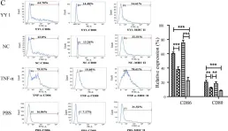 Fig.4.C showing Flow cytometry/Cell sorting from the publication: The novel role of Yin Yang 1 in acute rejection of liver allografts through activation of dendritic cells.
